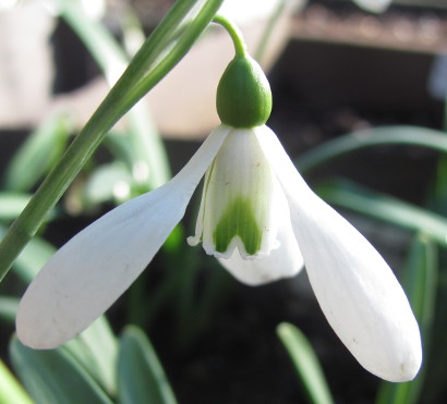 Galanthus 'Colossus' 